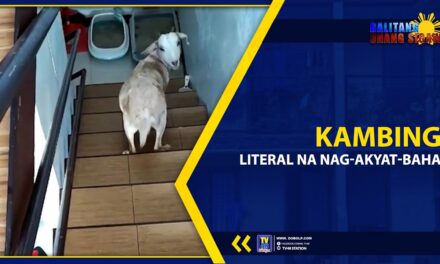 KAMBING, LITERAL NA NAG-AKYAT-BAHAY