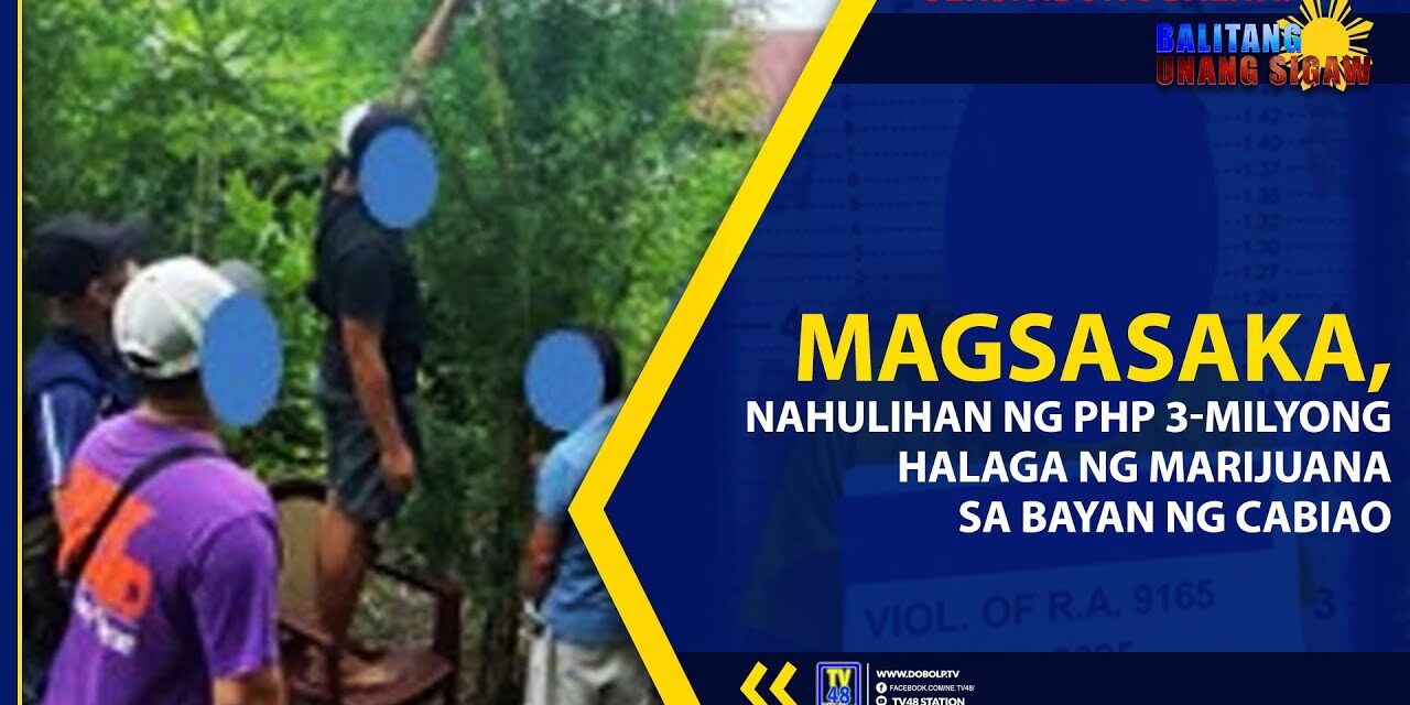 MAGSASAKA, NAHULIHAN NG PHP 3-MILYONG HALAGA NG MARIJUANA SA BAYAN NG CABIAO