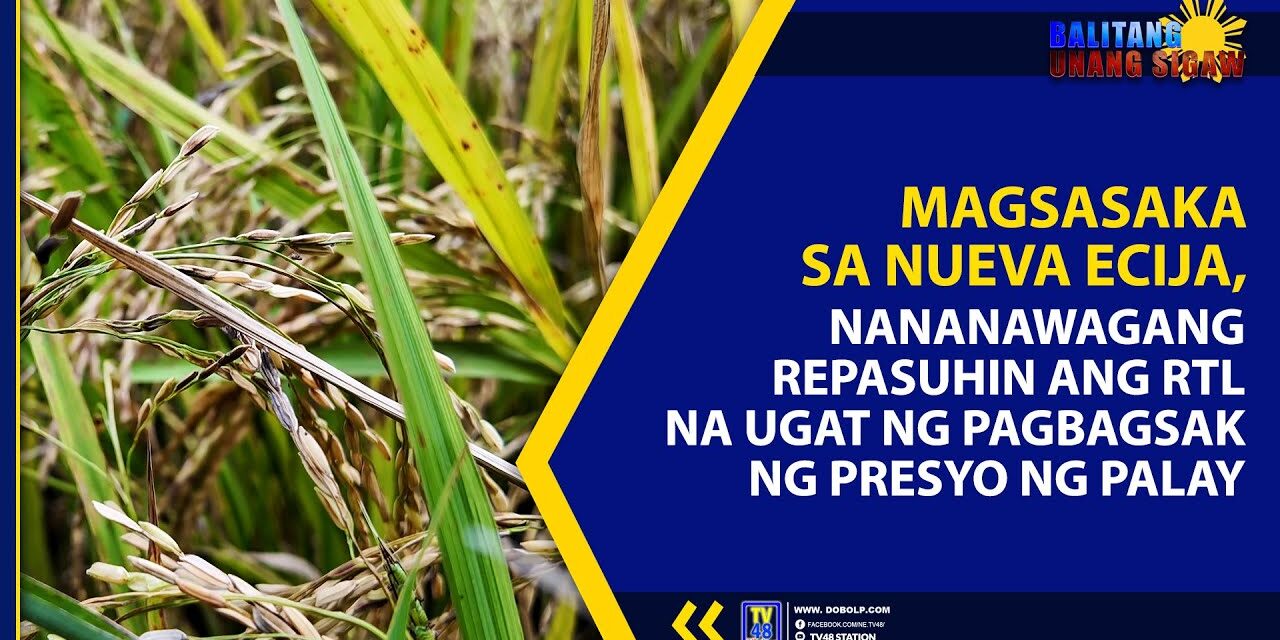MAGSASAKA SA NUEVA ECIJA, NANANAWAGANG REPASUHIN ANG RTL NA UGAT NG PAGBAGSAK NG PRESYO NG PALAY