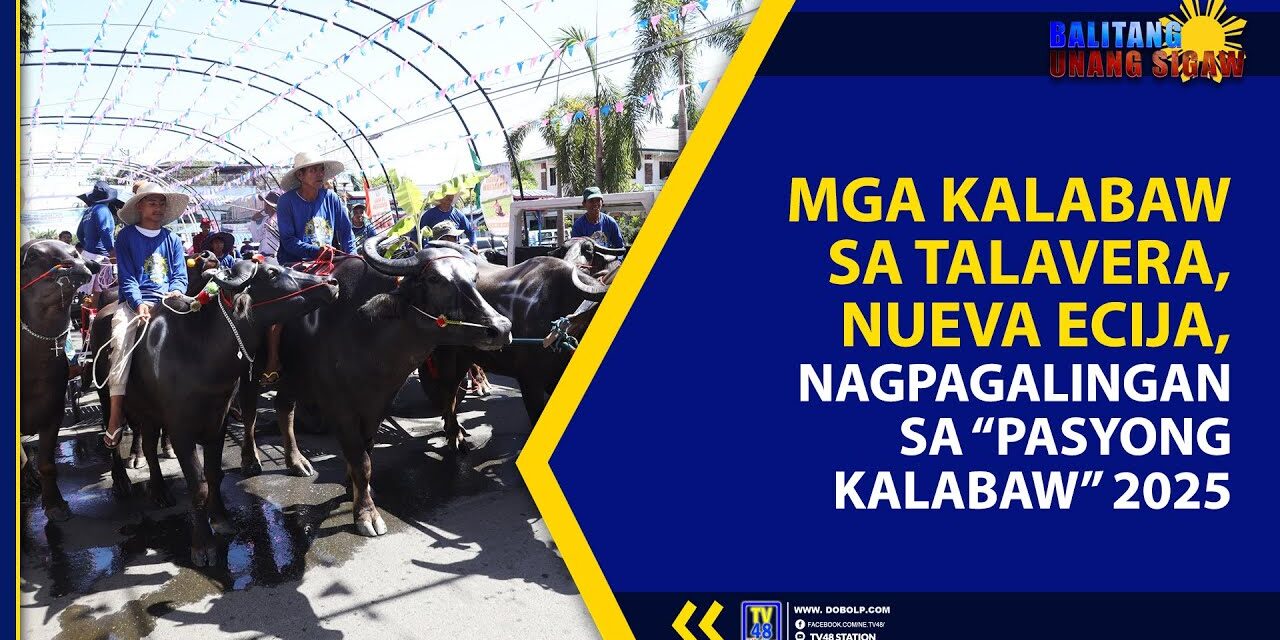 MGA KALABAW SA TALAVERA, NUEVA ECIJA, NAGPAGALINGAN SA “PASYONG KALABAW” 2025