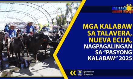 MGA KALABAW SA TALAVERA, NUEVA ECIJA, NAGPAGALINGAN SA “PASYONG KALABAW” 2025