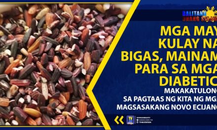 MGA MAY KULAY NA BIGAS, MAINAM PARA SA MGA DIABETIC; MAKAKATULONG SA PAGTAAS NG KITA NG MGA MAGSASAKANG NOVO ECIJANO