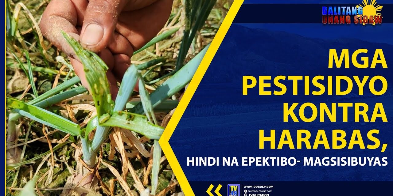 MGA PESTISIDYO KONTRA HARABAS, HINDI NA EPEKTIBO- MAGSISIBUYAS