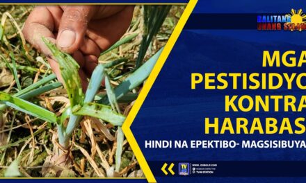 MGA PESTISIDYO KONTRA HARABAS, HINDI NA EPEKTIBO- MAGSISIBUYAS