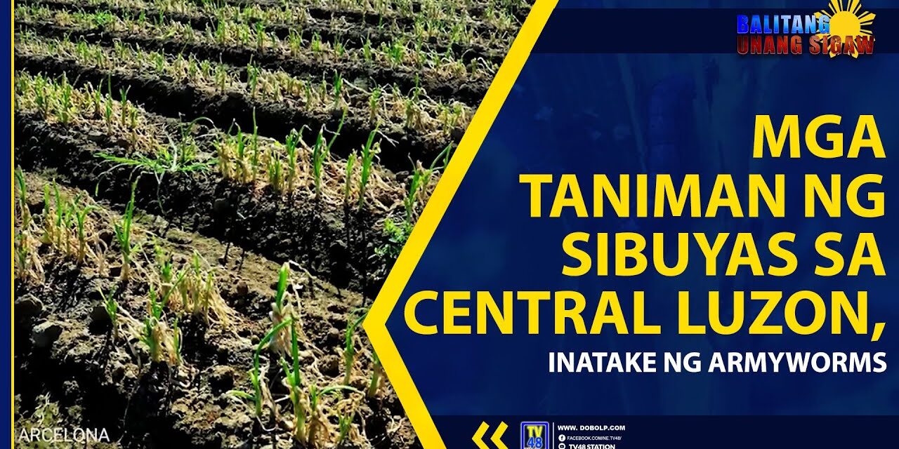 MGA TANIMAN NG SIBUYAS SA CENTRAL LUZON, INATAKE NG ARMYWORMS