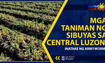 MGA TANIMAN NG SIBUYAS SA CENTRAL LUZON, INATAKE NG ARMYWORMS