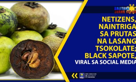 NETIZENS, NAINTRIGA SA PRUTAS NA LASANG TSOKOLATE; BLACK SAPOTE, VIRAL SA SOCIAL MEDIA