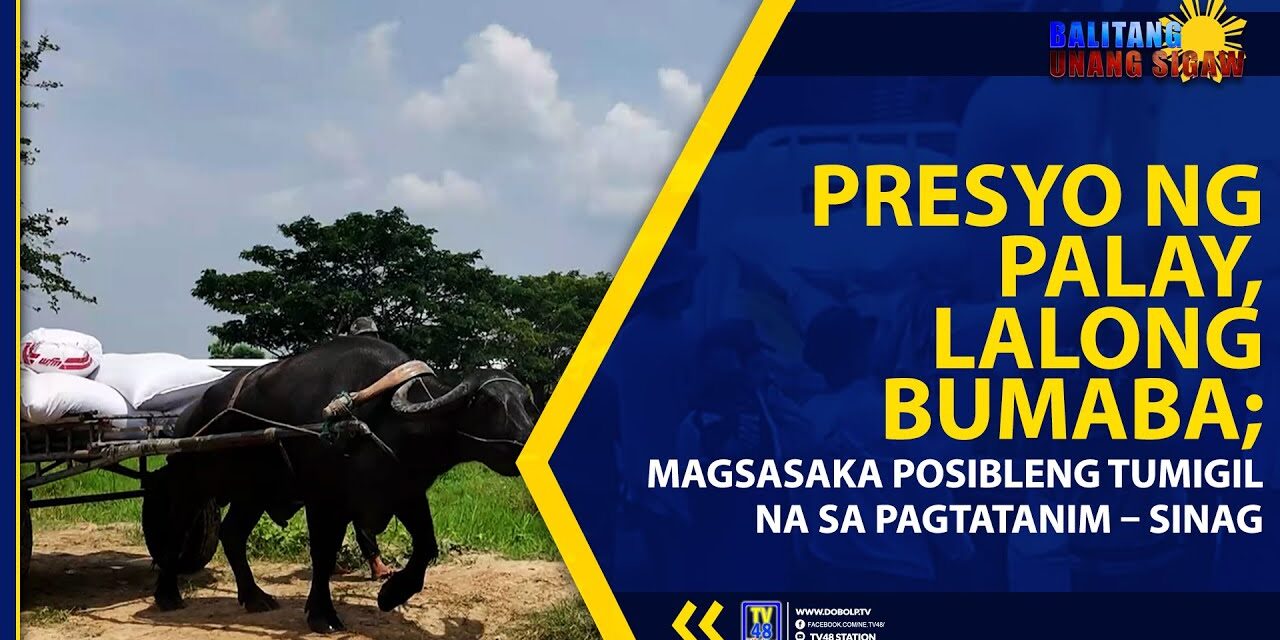 PRESYO NG PALAY, LALONG BUMABA; MAGSASAKA POSIBLENG TUMIGIL NA SA PAGTATANIM – SINAG