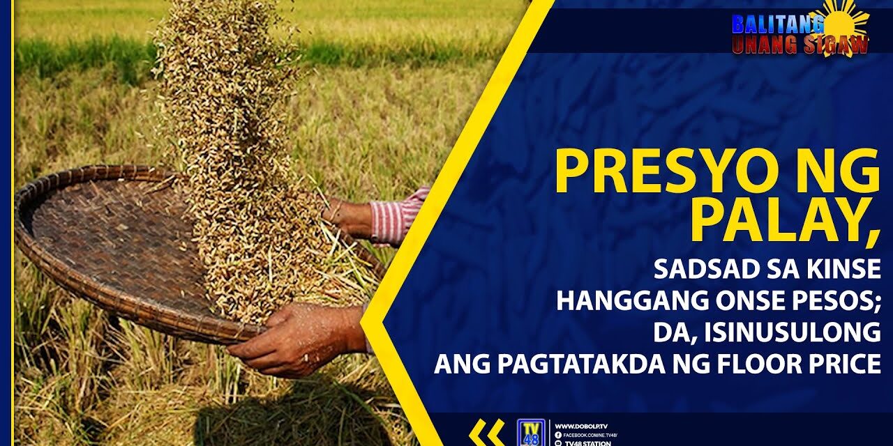 PRESYO NG PALAY, SADSAD SA KINSE HANGGANG ONSE PESOS; DA, ISINUSULONG ANG PAGTATAKDA NG FLOOR PRICE