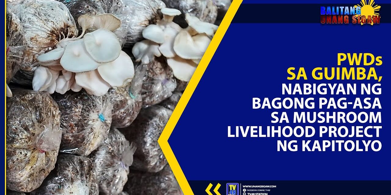 PWDs SA GUIMBA, NABIGYAN NG BAGONG PAG-ASA SA MUSHROOM LIVELIHOOD PROJECT NG KAPITOLYO