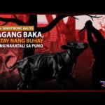 ALAGANG BAKA, KINATAY NANG BUHAY HABANG NAKATALI SA PUNO SA SAN MIGUEL, NUEVA ECIJA