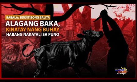 ALAGANG BAKA, KINATAY NANG BUHAY HABANG NAKATALI SA PUNO SA SAN MIGUEL, NUEVA ECIJA