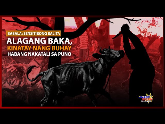 ALAGANG BAKA, KINATAY NANG BUHAY HABANG NAKATALI SA PUNO SA SAN MIGUEL, NUEVA ECIJA