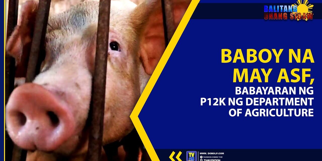 BABOY NA MAY ASF, BABAYARAN NG P12K NG DEPARTMENT OF AGRICULTURE