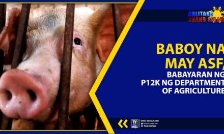 BABOY NA MAY ASF, BABAYARAN NG P12K NG DEPARTMENT OF AGRICULTURE