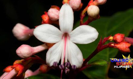 BAGONG URI NG HALAMAN NA CLERODENDRUM KELLI NUEVA ECIJA, NATUKLASAN; NANGANGANIB NA MAWALA