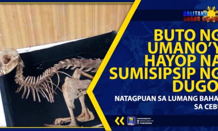 BUTO NG UMANO’Y HAYOP NA SUMISIPSIP NG DUGO, NATAGPUAN SA LUMANG BAHAY SA CEBU
