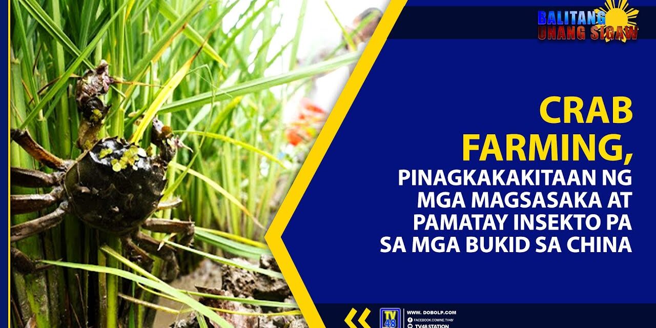 CRAB FARMING, PINAGKAKAKITAAN NG MGA MAGSASAKA AT PAMATAY INSEKTO PA SA MGA BUKID SA CHINA