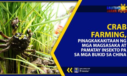 CRAB FARMING, PINAGKAKAKITAAN NG MGA MAGSASAKA AT PAMATAY INSEKTO PA SA MGA BUKID SA CHINA