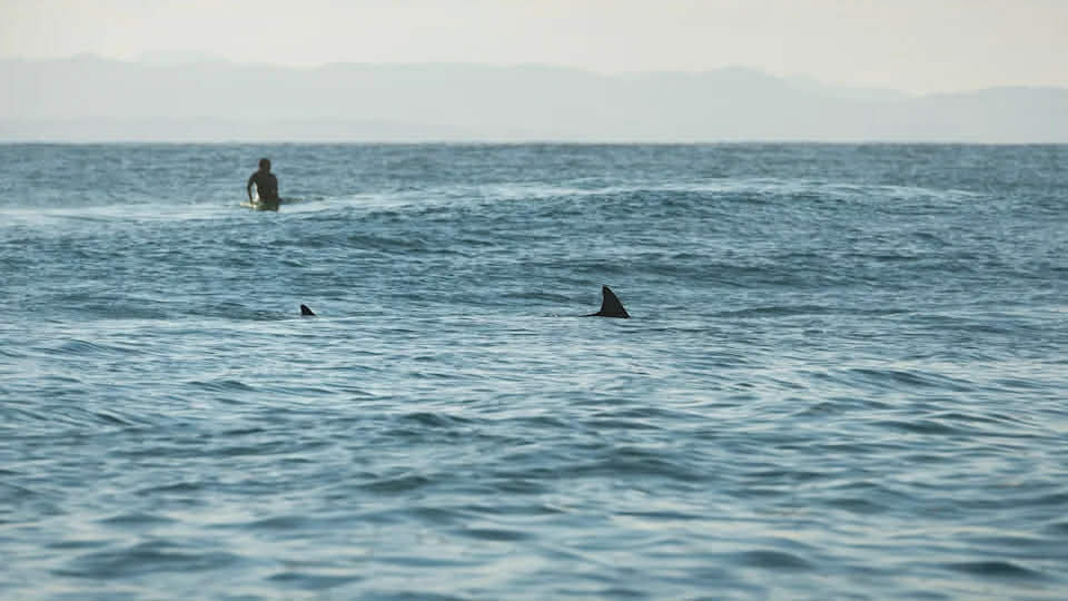 IKAAPAT NA SHARK ATTACK SA AUSTRALIA, YUMANIG SA MGA SURFERS