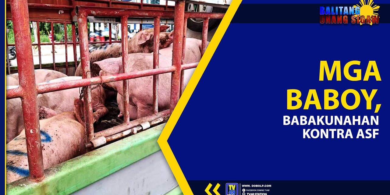 MGA BABOY, BABAKUNAHAN KONTRA ASF