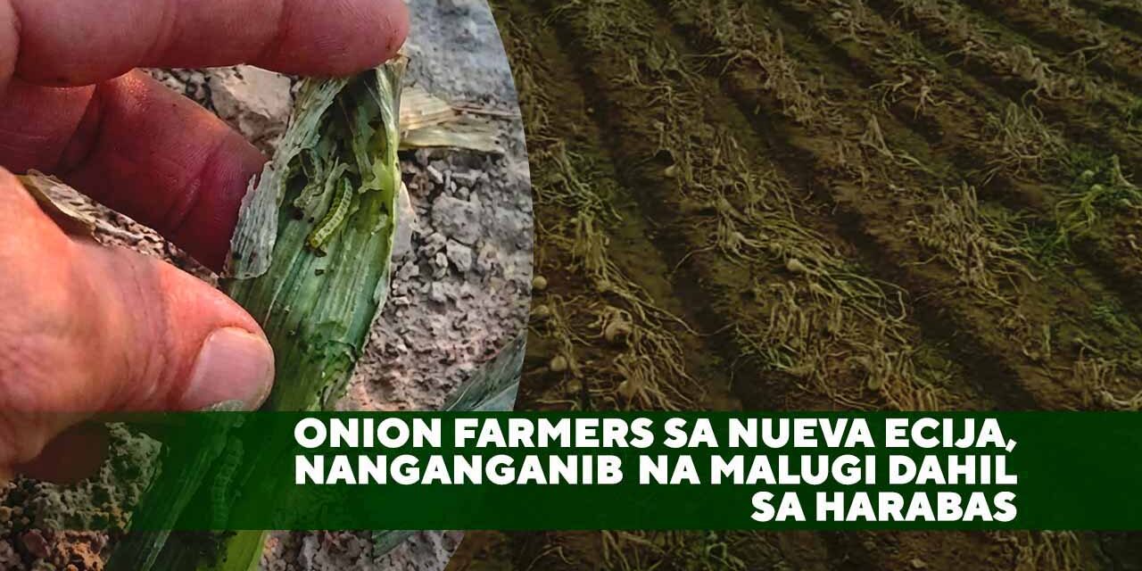 ONION FARMERS SA NUEVA ECIJA, NANGANGANIB NA MALUGI DAHIL SA HARABAS