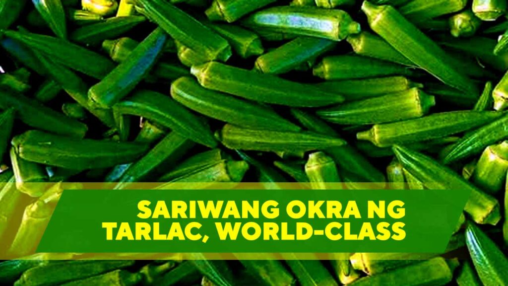 Halos tatlong dekada na ang export ng sariwang okra ng Tarlac. Sinimulan ito sa inisyatiba ng Japanese national na si Tatsuji Matsuoka, kasama niya ang kanyang asawang Filipina na si Helen Matsuoka mula San Isidro, La Paz. Ayon sa Magazine Agriculture, nagsimula ang taniman ng okra sa apat na ektarya. Gayunpaman, nakita agad ang potensyal nito para sa Japan market. Sa paglipas ng mga taon, tuluy-tuloy ang pagtaas ng export volume. Sa kasalukuyan, tinatayang P680 milyon ang taunang halaga ng export. Umaabot din sa humigit-kumulang 4 million metric tons ang produksyon kada taon. Bukod dito, mahigit 1,000 magsasaka at contract growers ang kabilang sa exportation. Samantala, tinatayang 5,000 manggagawa ang employed bilang pickers at packagers. May pitong processing centers din na nakatuon sa export requirements. Mayroon ding 16 accredited exporters at dalawang provincial cooperatives. Ayon sa Department of Agriculture, kabilang sa mga nangungunang exporter ang Jelfarm ng Tarlac Okra Grower Cooperative. Nakakapag-export umano ang Jelfram ng halos 5 tons araw araw pagkatapos ng harvest season. Sa kasalukuyan, kinikilala ang lalawigan bilang sentro ng okra para sa export sa Pilipinas. Courtesy: Department of Agriculture, Jellfarm See less