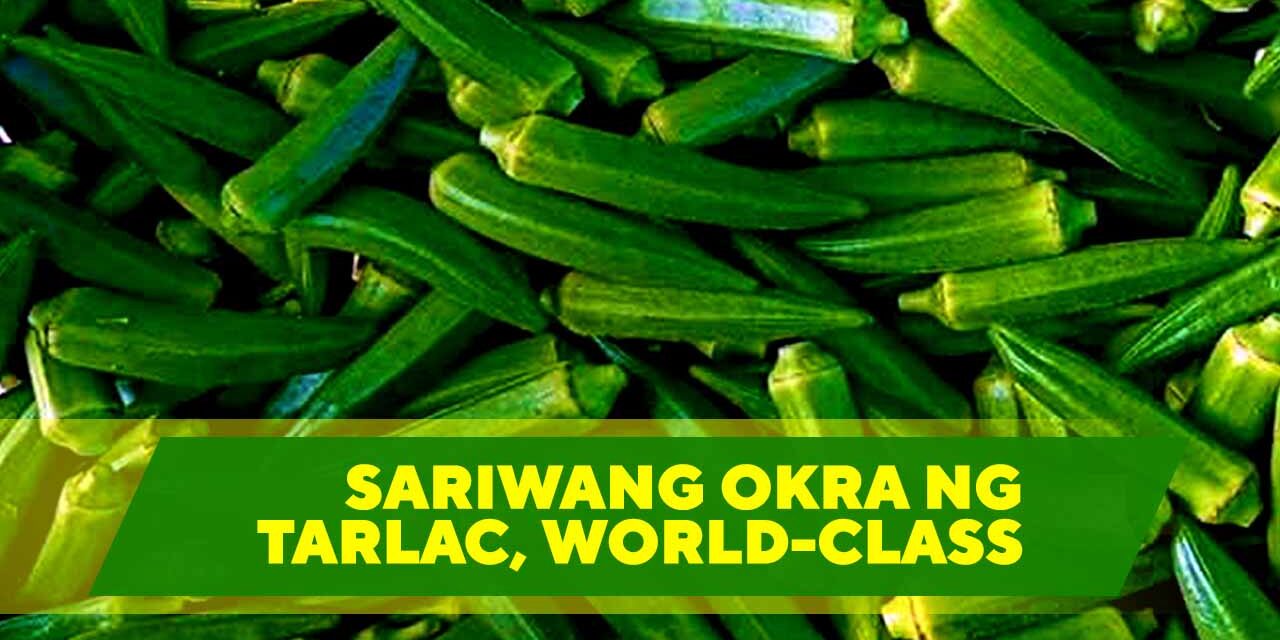 SARIWANG OKRA NG TARLAC, WORLD-CLASS