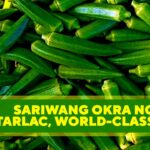 SARIWANG OKRA NG TARLAC, WORLD-CLASS