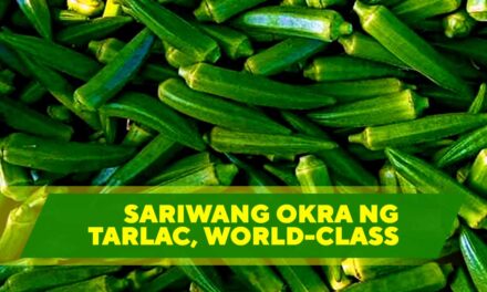 SARIWANG OKRA NG TARLAC, WORLD-CLASS