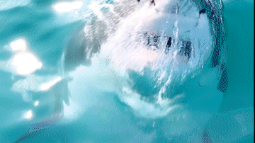 IKAAPAT NA SHARK ATTACK SA AUSTRALIA, YUMANIG SA MGA SURFERS