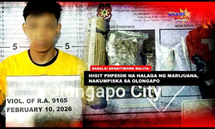 HIGIT PHP850K NA HALAGA NG MARIJUANA, NAKUMPISKA SA OLONGAPO