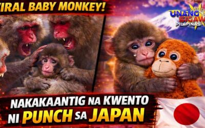 VIRAL BABY MONKEY: NAKAKAANTIG NA KWENTO NI PUNCH SA JAPAN