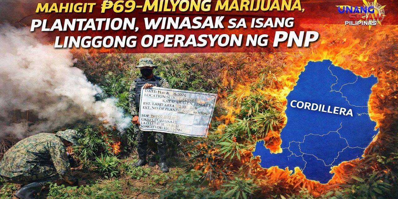 Mahigit ₱69-Milyong Marijuana Plantation, Winasak sa Isang Linggong Operasyon ng PNP