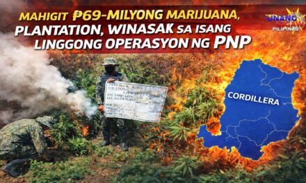 Mahigit ₱69-Milyong Marijuana Plantation, Winasak sa Isang Linggong Operasyon ng PNP
