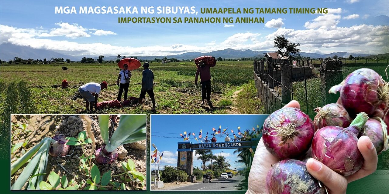 MGA MAGSASAKA NG SIBUYAS, UMAAPELA NG TAMANG TIMING NG IMPORTASYON SA PANAHON NG ANIHAN