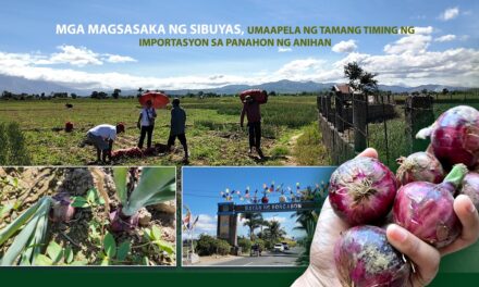 MGA MAGSASAKA NG SIBUYAS, UMAAPELA NG TAMANG TIMING NG IMPORTASYON SA PANAHON NG ANIHAN