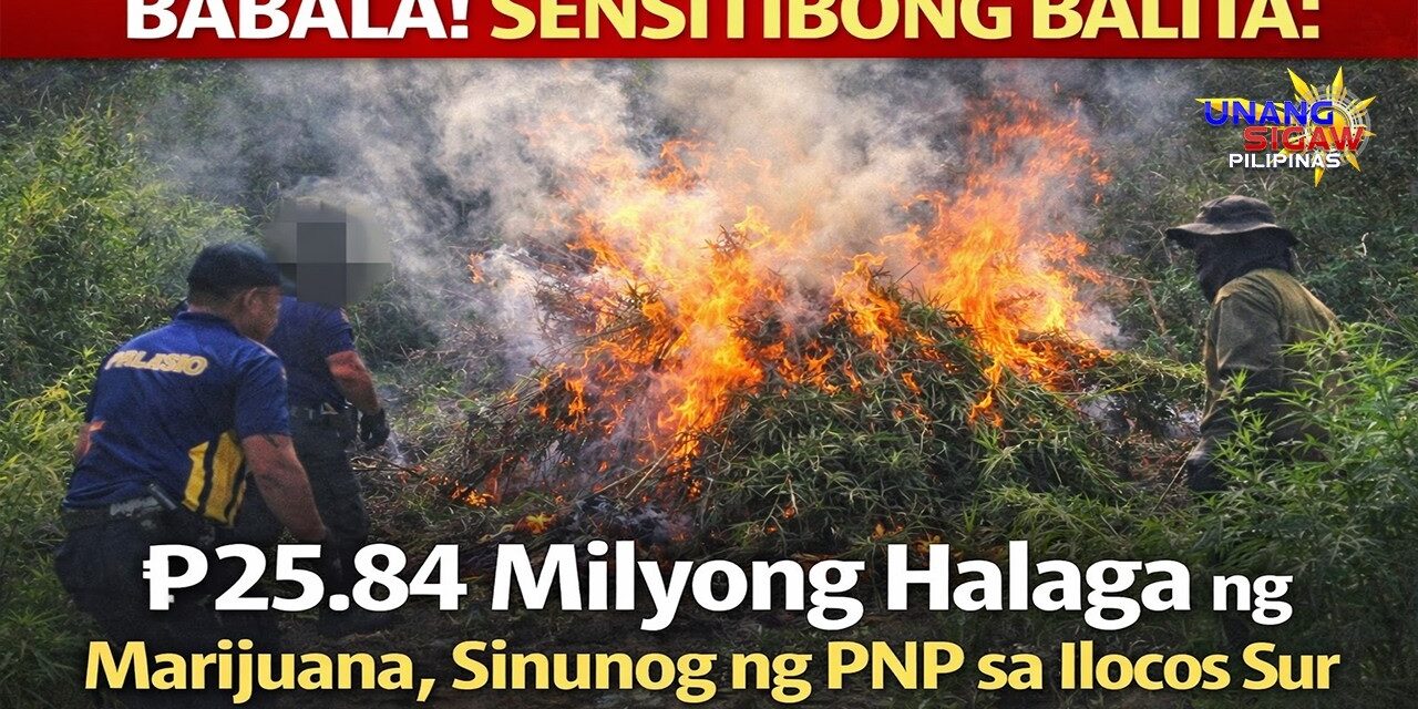 ₱25.84 Milyong Halaga ng marijuana eradication, Sinunog ng PNP sa Ilocos Sur