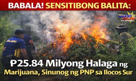 ₱25.84 Milyong Halaga ng marijuana eradication, Sinunog ng PNP sa Ilocos Sur