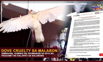 DOVE CRUELTY SA MALABON: SIMBAHAN, HUMINGI NG PAUMANHIN SA ISYU NG PAGGAMIT NG KALAPATI SA SALUBONG