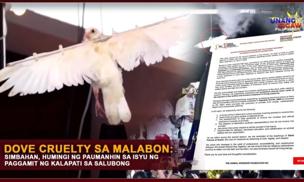 DOVE CRUELTY SA MALABON: SIMBAHAN, HUMINGI NG PAUMANHIN SA ISYU NG PAGGAMIT NG KALAPATI SA SALUBONG