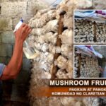 MUSHROOM FRUIT BAGS: PAGKAIN AT PANGKABUHAYAN SA KOMUNIDAD NG CLARETIAN MISSIONARIES