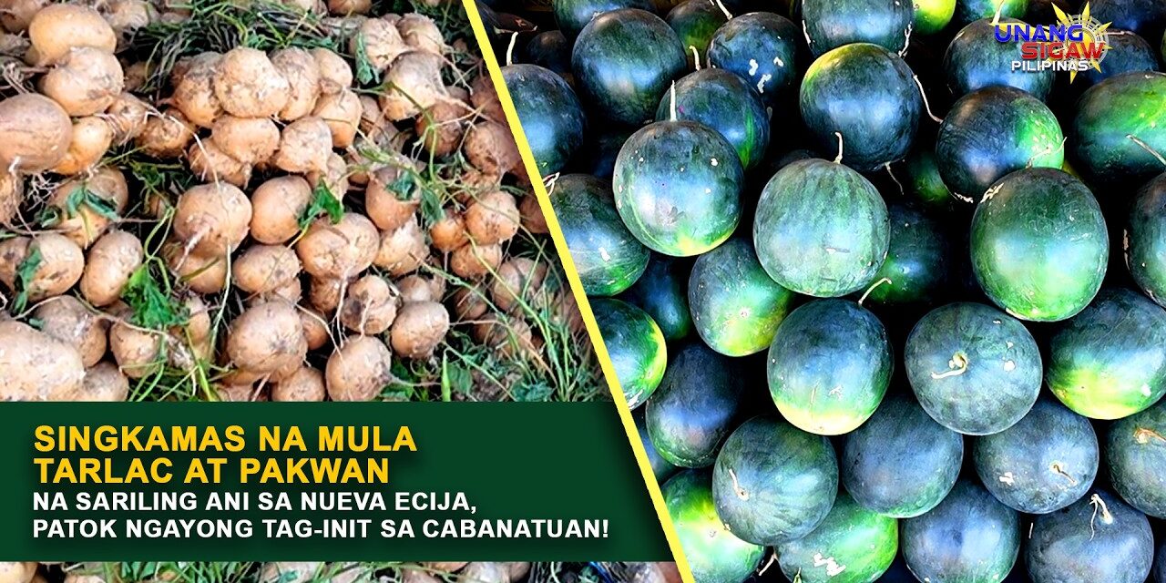 SINGKAMAS NA MULA TARLAC AT PAKWAN NA SARILING ANI SA NUEVA ECIJA, PATOK NGAYONG TAG-INIT SA CABANATUAN!