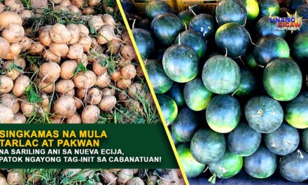 SINGKAMAS NA MULA TARLAC AT PAKWAN NA SARILING ANI SA NUEVA ECIJA, PATOK NGAYONG TAG-INIT SA CABANATUAN!