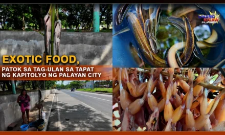EXOTIC FOOD, PATOK SA TAG-ULAN SA TAPAT NG KAPITOLYO NG PALAYAN CITY