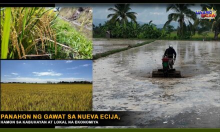 PANAHON NG GAWAT SA NUEVA ECIJA, HAMON SA KABUHAYAN AT LOKAL NA EKONOMIYA