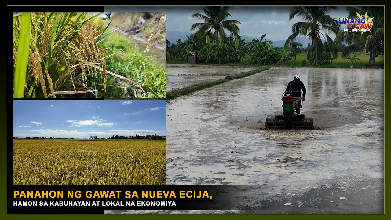 PANAHON NG GAWAT SA NUEVA ECIJA, HAMON SA KABUHAYAN AT LOKAL NA EKONOMIYA