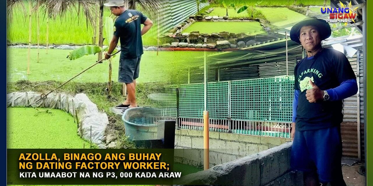 AZOLLA, BINAGO ANG BUHAY NG DATING FACTORY WORKER; KITA UMAABOT NA NG P3, 000 KADA ARAW