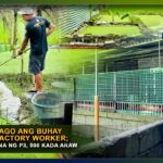 AZOLLA, BINAGO ANG BUHAY NG DATING FACTORY WORKER; KITA UMAABOT NA NG P3, 000 KADA ARAW