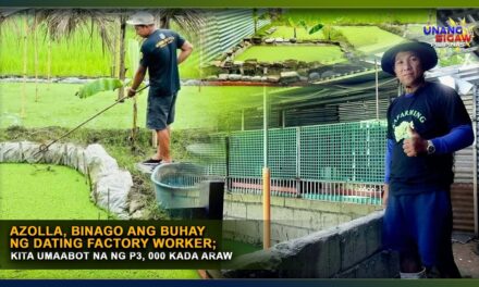 AZOLLA, BINAGO ANG BUHAY NG DATING FACTORY WORKER; KITA UMAABOT NA NG P3, 000 KADA ARAW